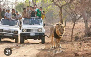 Lion Living in Harmony with Human